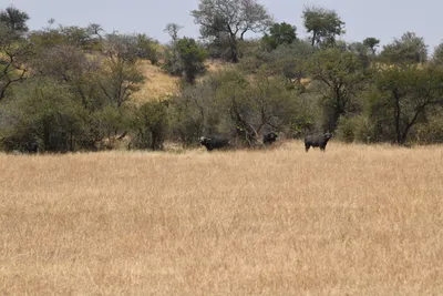 DSC_3536 (Large).JPG